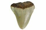Bargain, Megalodon Tooth - North Carolina #152811-1